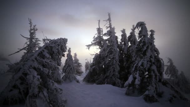 Alba in inverno Carpazi montagne, Dragobrat, Ucraina. HD — Video Stock