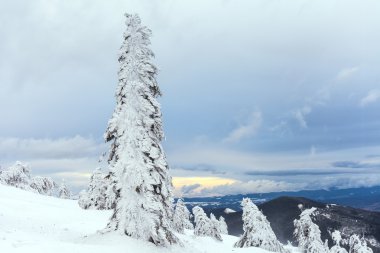 Kar ağaçların dalları kapsar. Kar fırtına ağaçları ormanda ağır buz ve kar kalın kaplama ile yaptı..