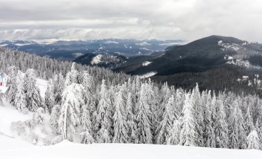 Kar ağaçların dalları kapsar. Kar fırtına ağaçları ormanda ağır buz ve kar kalın kaplama ile yaptı..