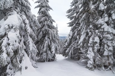 Kar ağaçların dalları kapsar. Kar fırtına ağaçları ormanda ağır buz ve kar kalın kaplama ile yaptı..