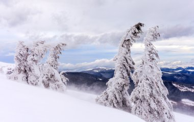 Kar ağaçların dalları kapsar. Kar fırtına ağaçları ormanda ağır buz ve kar kalın kaplama ile yaptı..