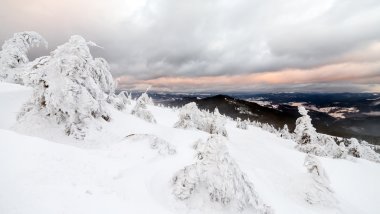 Kar ağaçların dalları kapsar. Kar fırtına ağaçları ormanda ağır buz ve kar kalın kaplama ile yaptı..