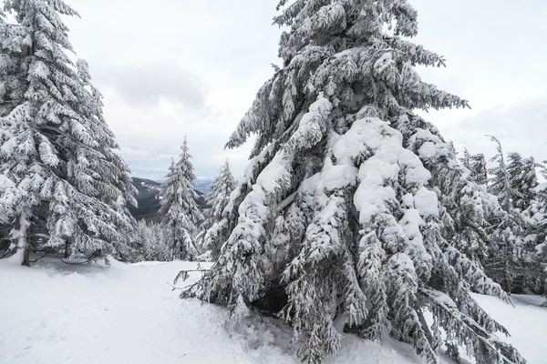 Frisch gefallener Schnee bedeckt die Äste der Bäume. Schneesturm hinterließ Bäume im Wald mit dickem Eis und Schnee. — Stockfoto