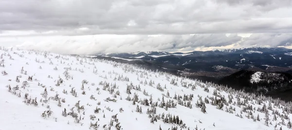 La nieve recién caída cubre las ramas de los árboles. Tormenta de nieve dejó árboles en el bosque con gruesa capa de hielo pesado y nieve . —  Fotos de Stock