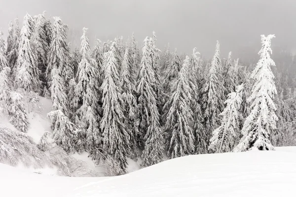 Frisch gefallener Schnee bedeckt die Äste der Bäume. Schneesturm hinterließ Bäume im Wald mit dickem Eis und Schnee. — Stockfoto