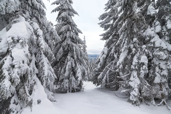 Neve appena caduta copre i rami degli alberi. Tempesta di neve ha lasciato alberi nella foresta con spesso rivestimento di ghiaccio pesante e neve . — Foto Stock