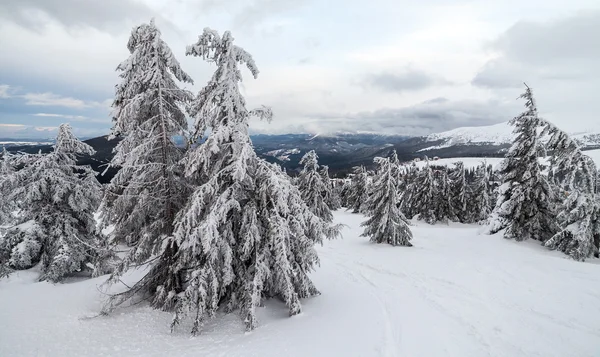 La neige fraîchement tombée recouvre les branches des arbres. Tempête de neige a laissé des arbres dans la forêt avec un épais revêtement de glace épaisse et de neige . — Photo