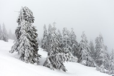 Kış manzarası. Dağ güneş doğuyor. Güzel dünya. Noel sahne. Karpatlar, Ukrayna, Europe