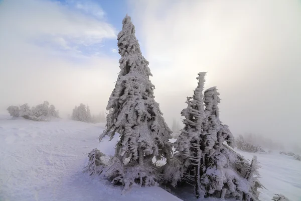 冬の風景。山の中の日の出。美しい世界を。クリスマス シーン。カルパティア山脈、ウクライナ、ヨーロッパ — ストック写真