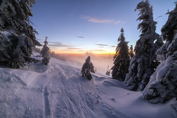 Paysage hivernal. Lever de soleil dans les montagnes. Un monde magnifique. Scène de Noël. Carpates, Ukraine, Europe — Photo