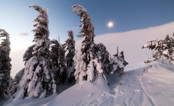 Kış manzarası. Dağ güneş doğuyor. Güzel dünya. Noel sahne. Karpatlar, Ukrayna, Europe — Stok fotoğraf