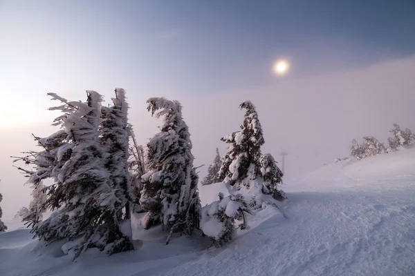 冬季景观。在山上的日出。美丽的世界。圣诞节场景。喀尔巴阡，乌克兰，欧洲 — 图库照片