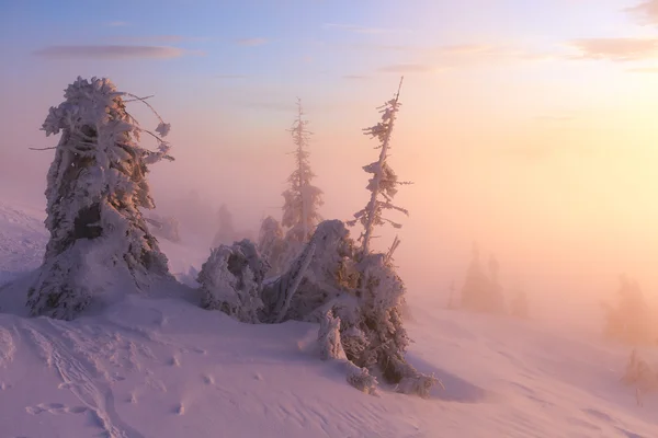 Paysage hivernal. Lever de soleil dans les montagnes. Un monde magnifique. Scène de Noël. Carpates, Ukraine, Europe — Photo