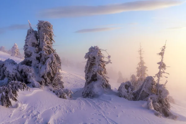 Paisaje invernal. Amanecer en las montañas. Hermoso mundo. Escena de Navidad. Cárpatos, Ucrania, Europa — Foto de Stock