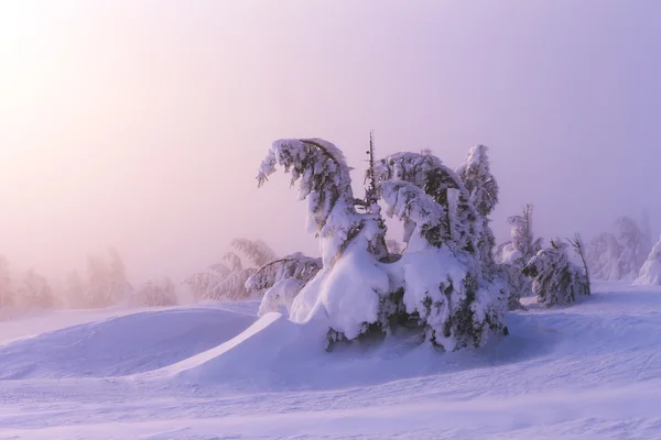 Zimní krajina. Svítání v horách. Krásný svět. Vánoční scéna. Karpaty, Ukrajina, Evropa — Stock fotografie