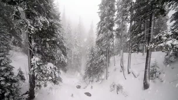 Tormenta de nieve invernal ventisca, abetos llenos de nieve, heladas en las plantas — Vídeos de Stock