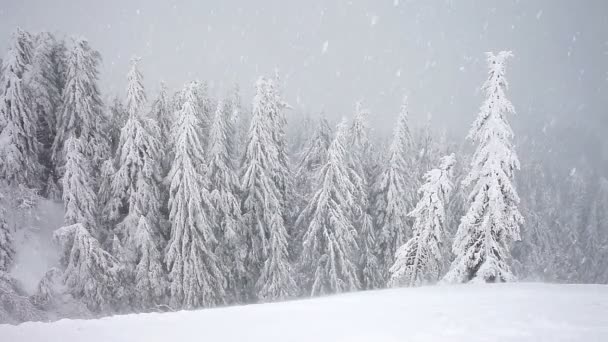 Winterschneesturm Schneesturm, Tannenbäume voller Schnee, Glatteis auf Pflanzen — Stockvideo