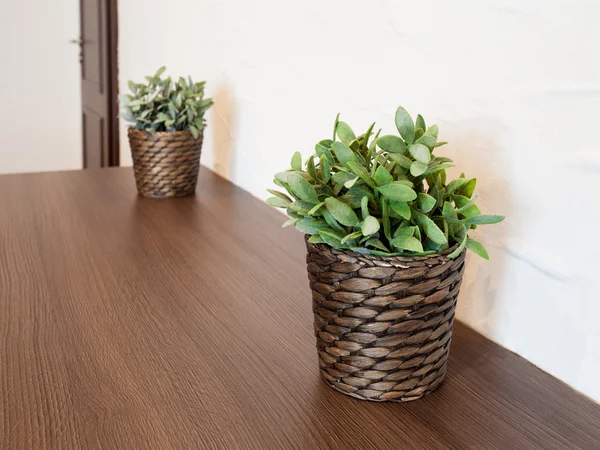 Дві рослини в плетених горщиках в кімнаті на столі біля білого w — стокове фото