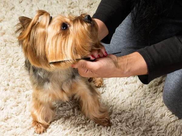 Kobieta w ręce są szczotkowanie yorkshire terrier kaganiec z com — Zdjęcie stockowe