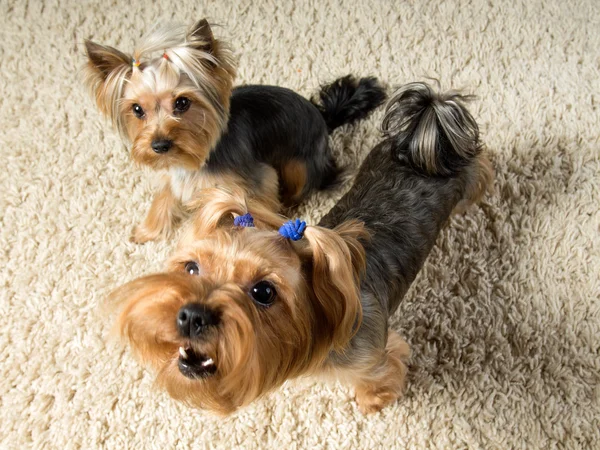 Yorkshire Terrier odaya oynuyorsun, bir havlıyor