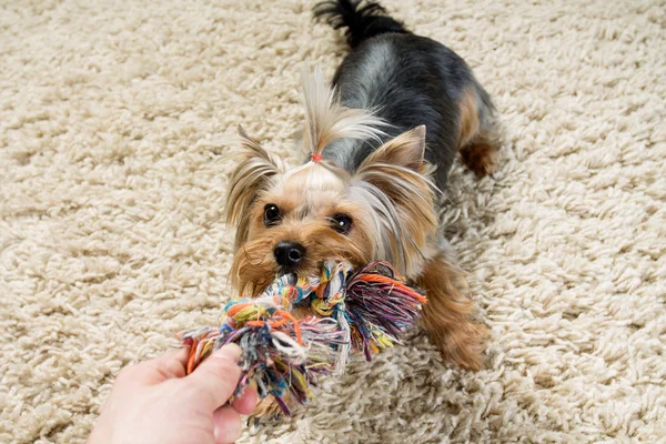 Yorkshire terrier jest gra rezygnować pewien zabawka na dywanie — Zdjęcie stockowe