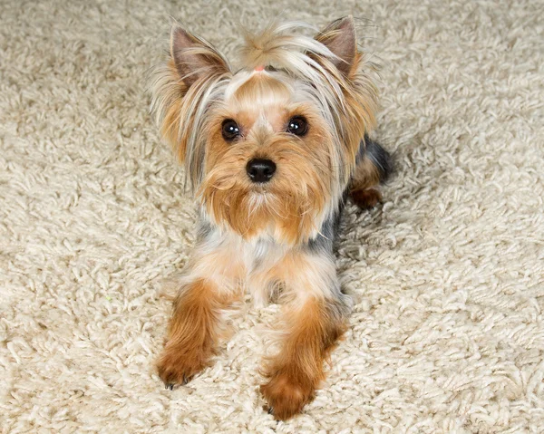 Yorkshire terrier is laying  on the carpet — Stock Photo, Image