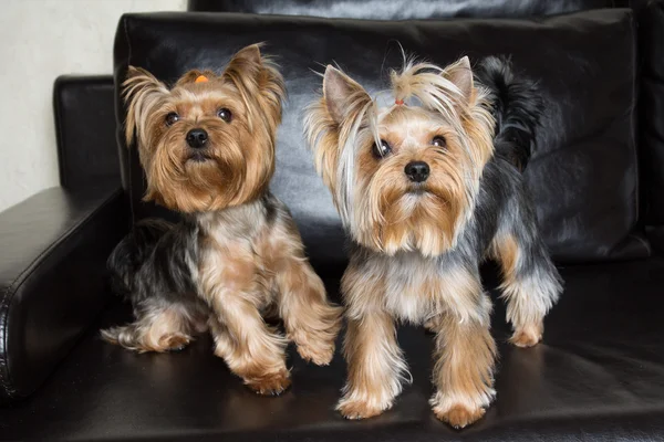 Yorkshire Terrier siedzą na kanapie czarny — Zdjęcie stockowe