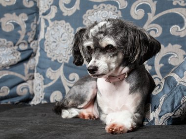  Gri bir Çin Tepeli Köpek