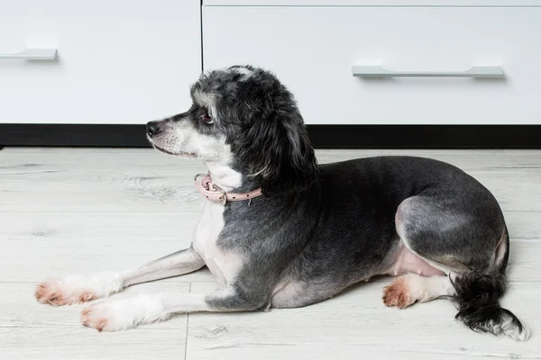 Çince Tepeli Köpek yere yatıyor — Stok fotoğraf