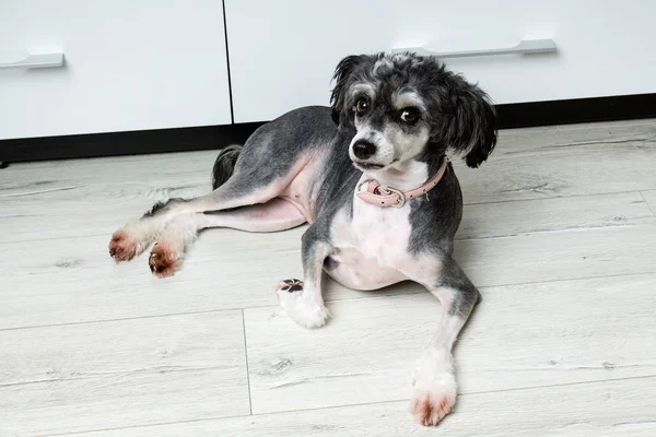 Chiński crested dog jest układanie na podłodze — Zdjęcie stockowe