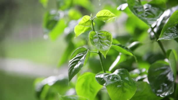 Świeże zielone krzewy pod deszcz wiosna — Wideo stockowe