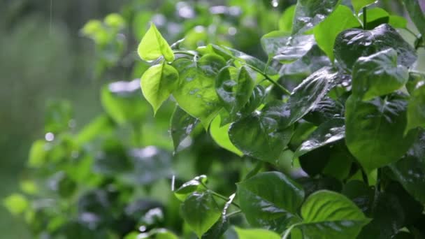 Arbustos verdes frescos bajo la lluvia de primavera — Vídeo de stock