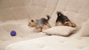 Kadın ve iki Evcil köpekler