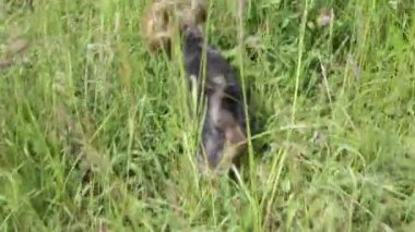 Köpek çimenlerde koşuyor