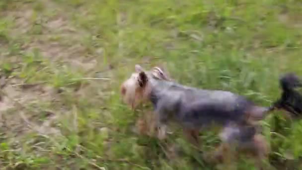 Собака бежит по лужайке — стоковое видео