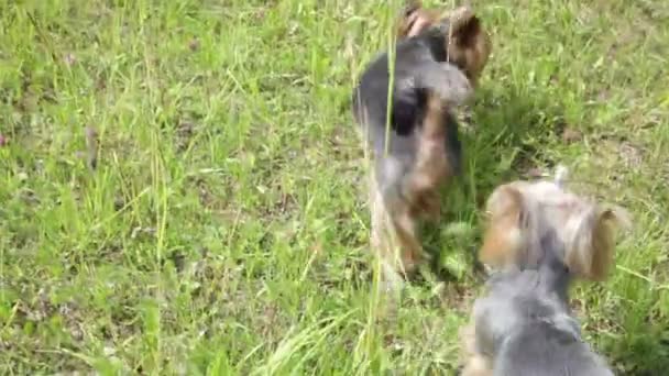 O cão está a correr no relvado. — Vídeo de Stock