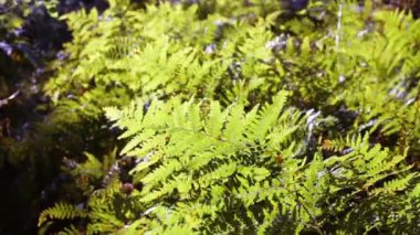 fern hışırtı Rüzgar