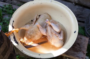 Karkas tavuk ve ördek pelvis içinde