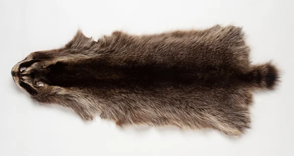 Beaver huid op witte achtergrond — Stockfoto