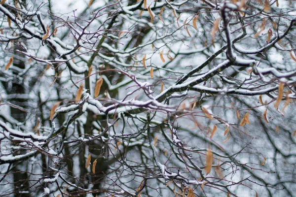 Первый снег на деревьях — стоковое фото
