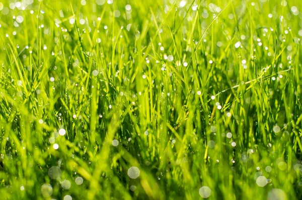 Groen gras in de zomer — Stockfoto