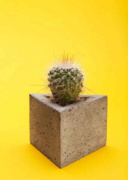 Cactus in a pot — Stock Photo, Image