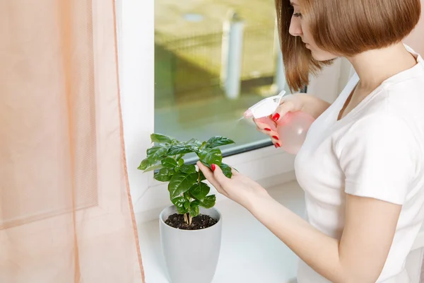 Kız ev bitkisini ilaçlıyor.