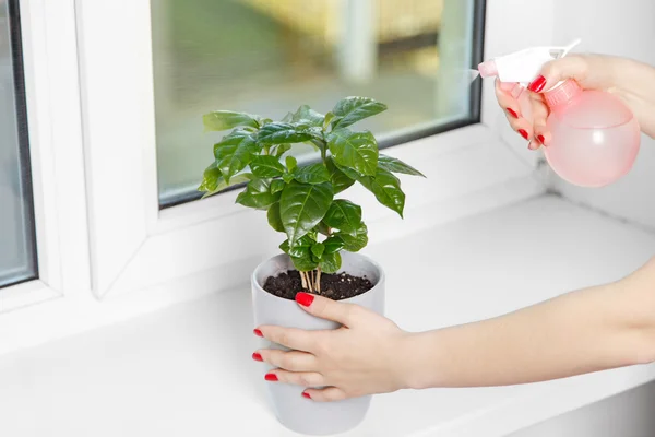 Girl sprays a house plant — Stock Photo, Image