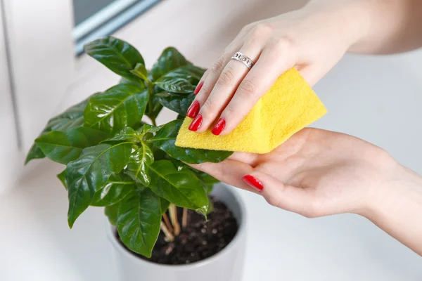 Woman wiping cloth house plant — Stock Photo, Image