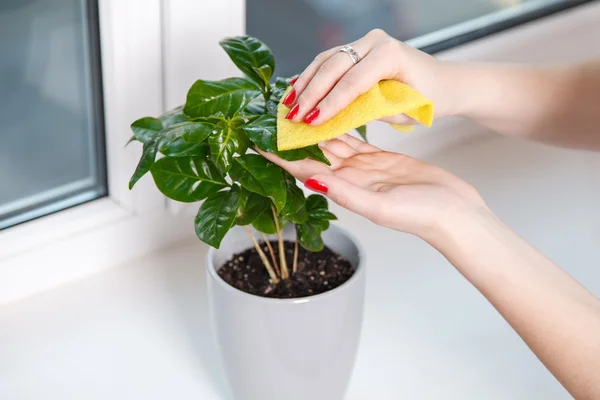 Woman wiping cloth house plant — Stock Photo, Image