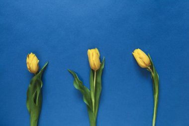 Üç taze Sarı laleler