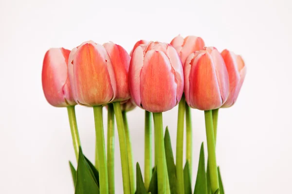Tulipány na bílém pozadí closeup — Stock fotografie