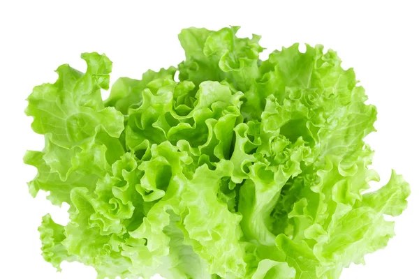 Frischer Salat Nahaufnahme — Stockfoto