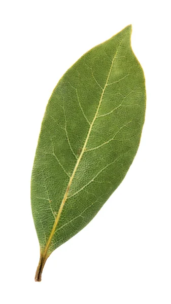 Aromatic bay leaves — Stock Photo, Image